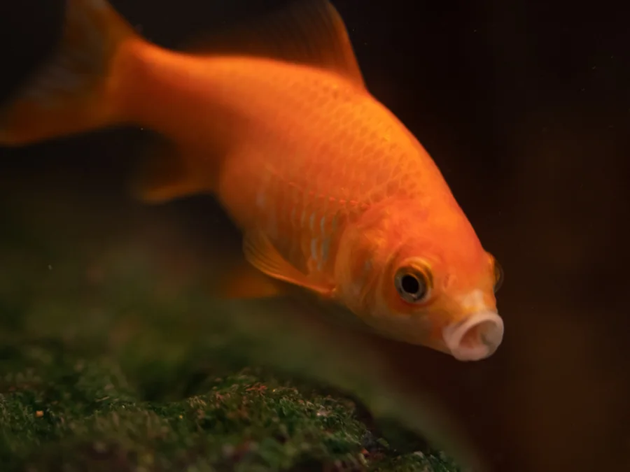 Close-up of an orange goldfish in warm light