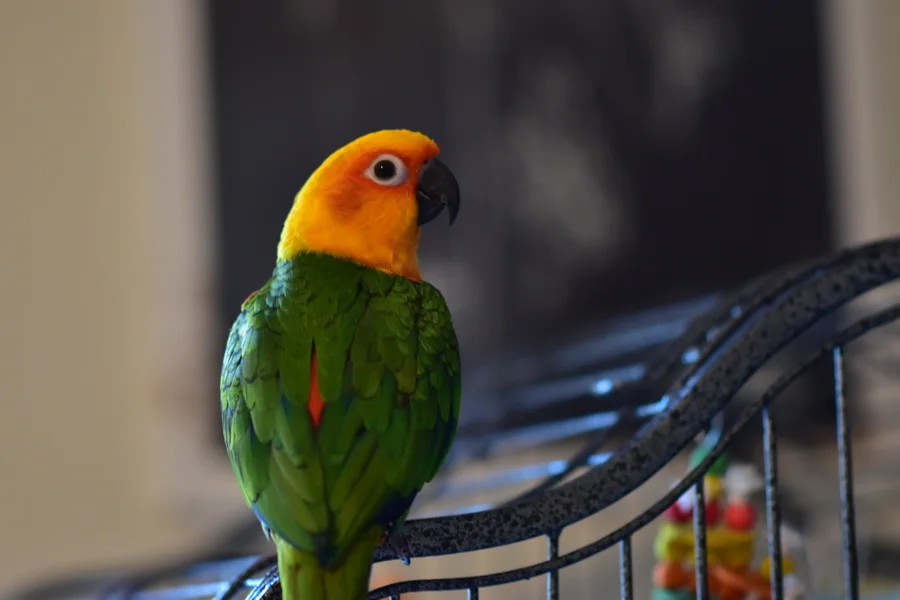 Orange and green parrot perched beside its cage
