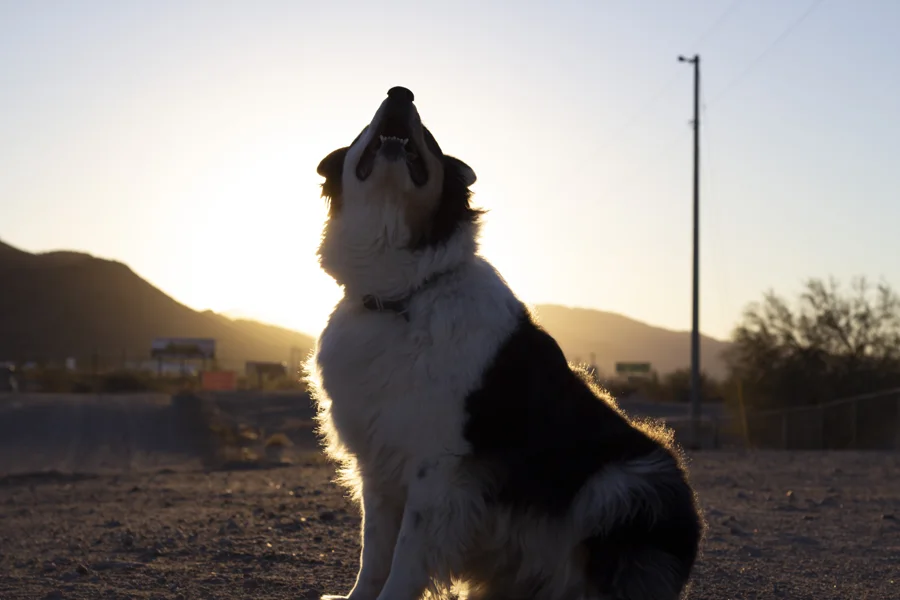 Backlit dog looking upward at sunset